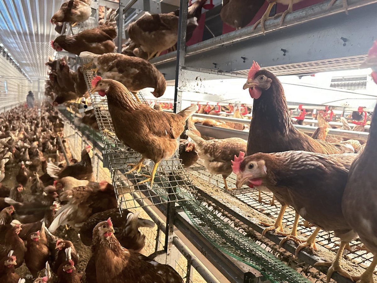 Cage-Free Layer System Catalog preview