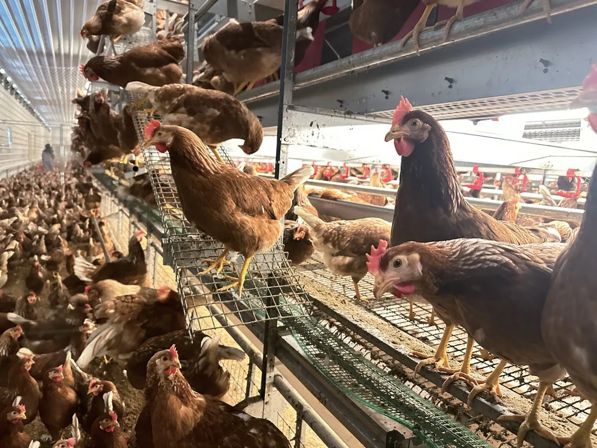 Cage-Free Layer System Catalog preview