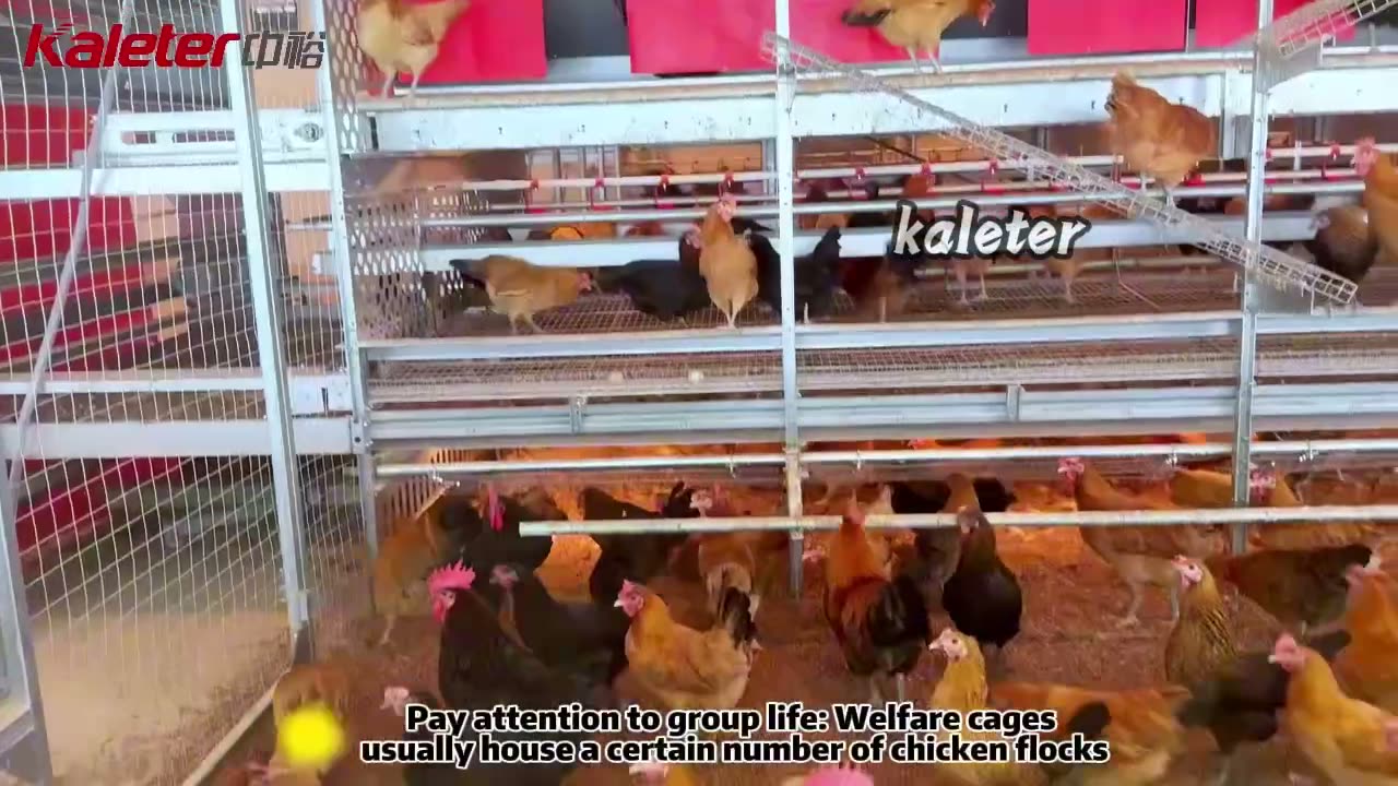 A cage-free aviary house where the birds move between the litter floor and the tiers, with the silos, feed conveying, climate control and manure system that serve it.