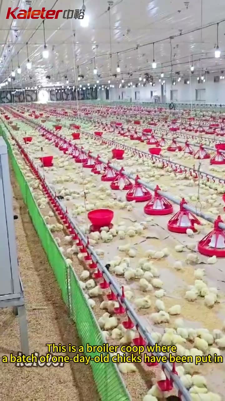 Day-old chicks on a pan feeding line. Each PP pan is about 336 mm across and serves 45 to 55 birds.
