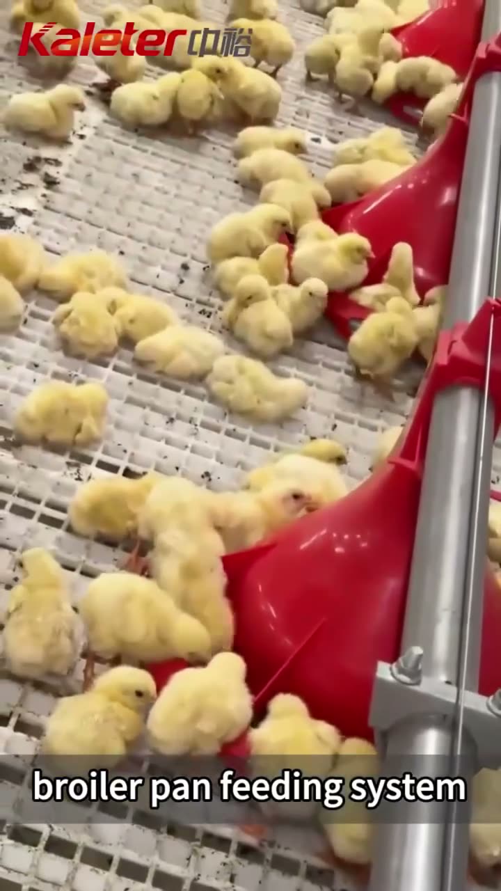 The same pan line with day-old chicks and again with the flock at 26 days.