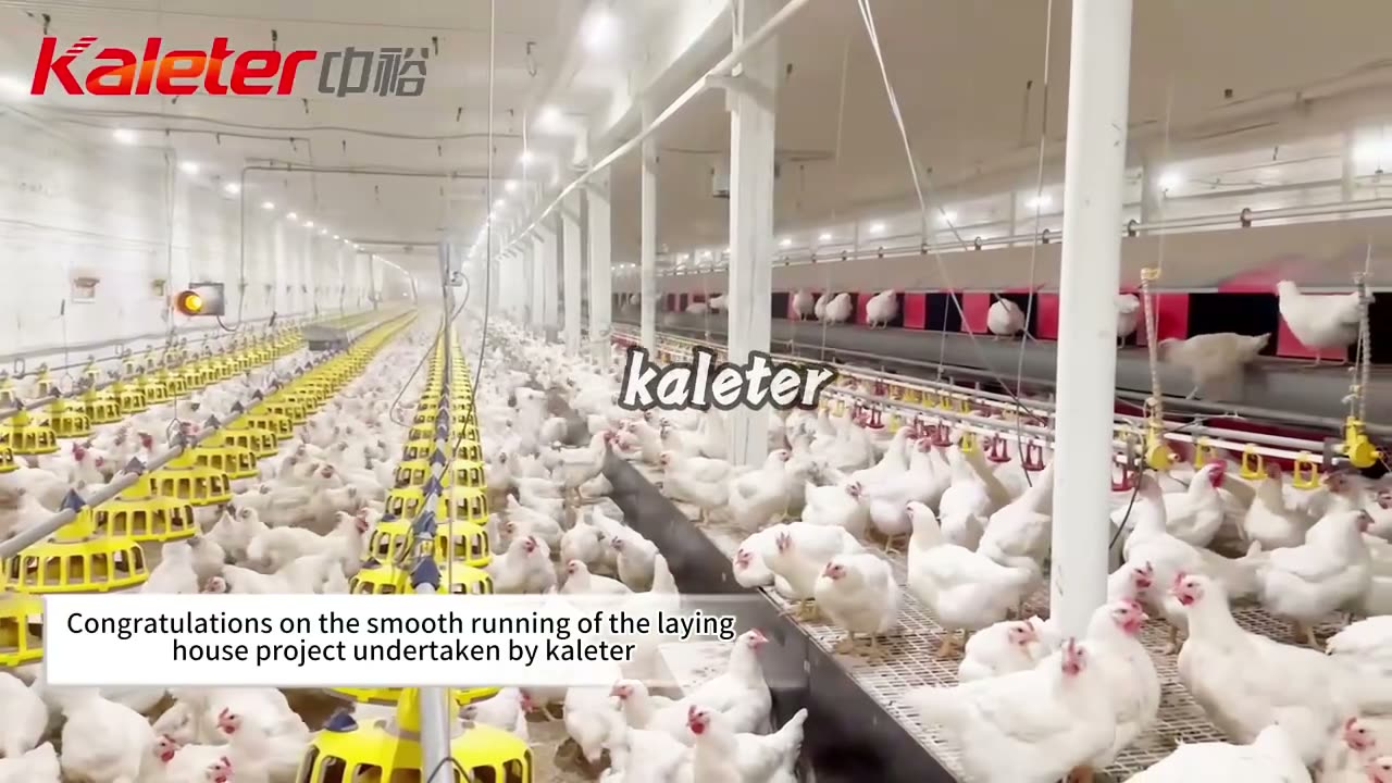A completed cage-free breeder house at full stocking, with a floor feed line, nest rows and belt egg collection.