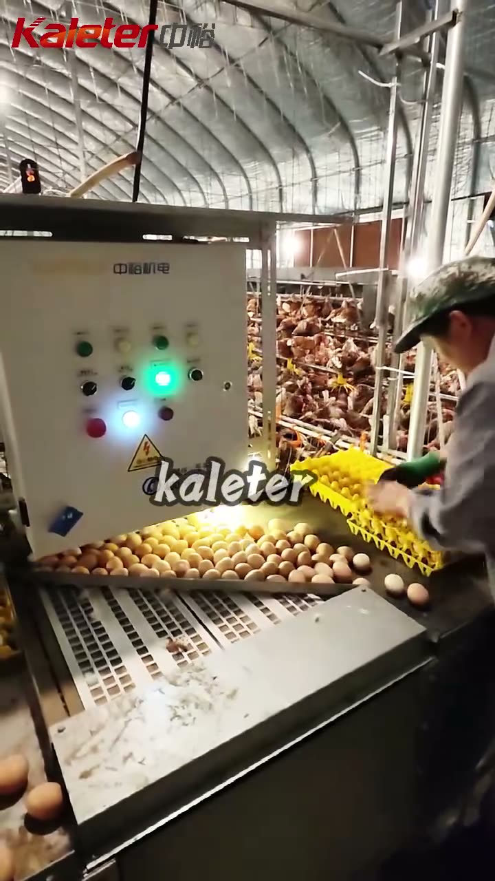 Eggs coming off the belt onto the collection table and into trays.