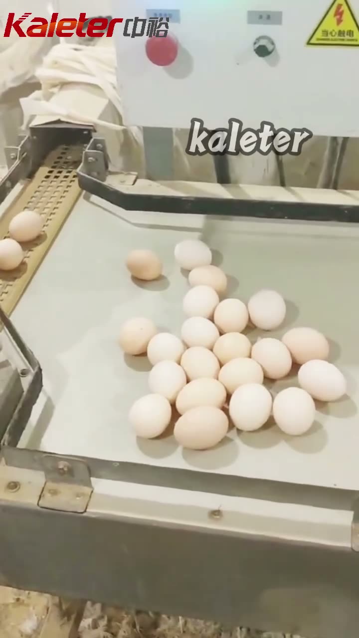 Close view of eggs transferring from the belt onto the table.