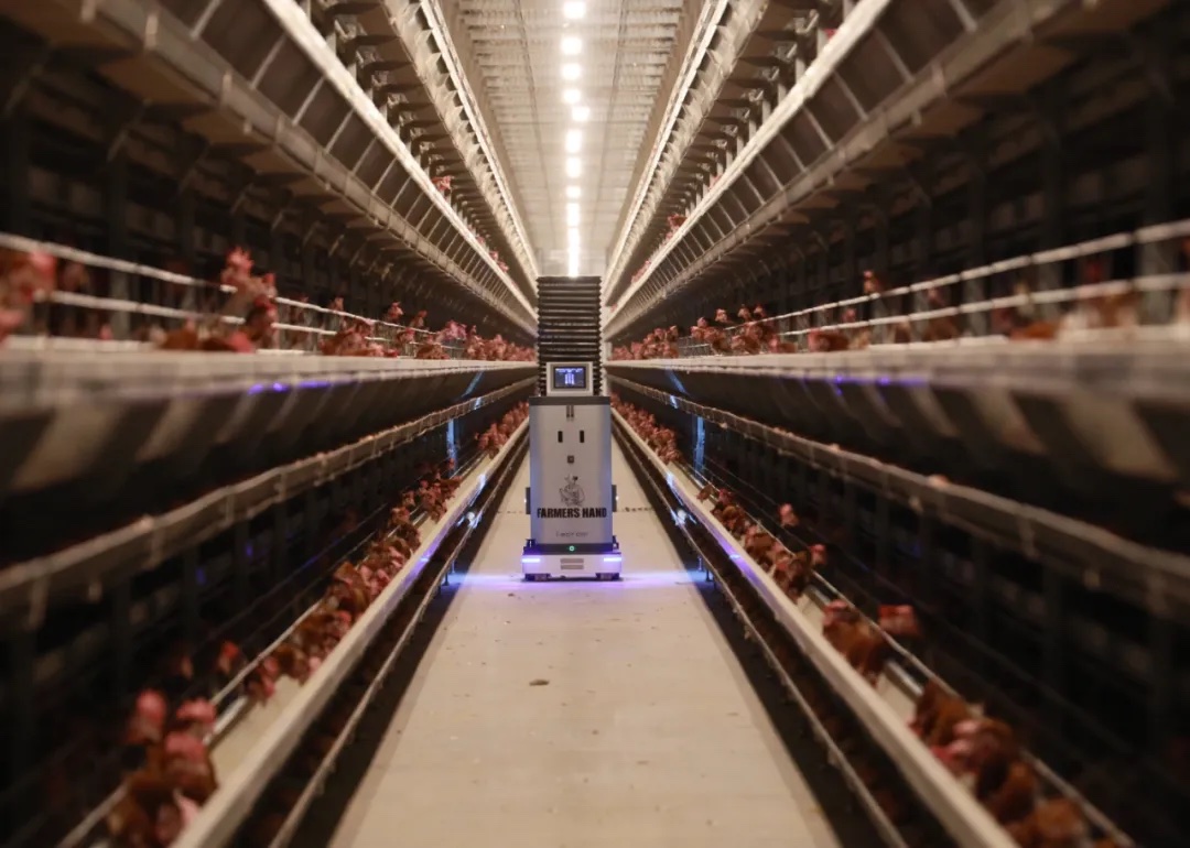 Kaleter's AI inspection robot moving down a center aisle between rows of layer cages
