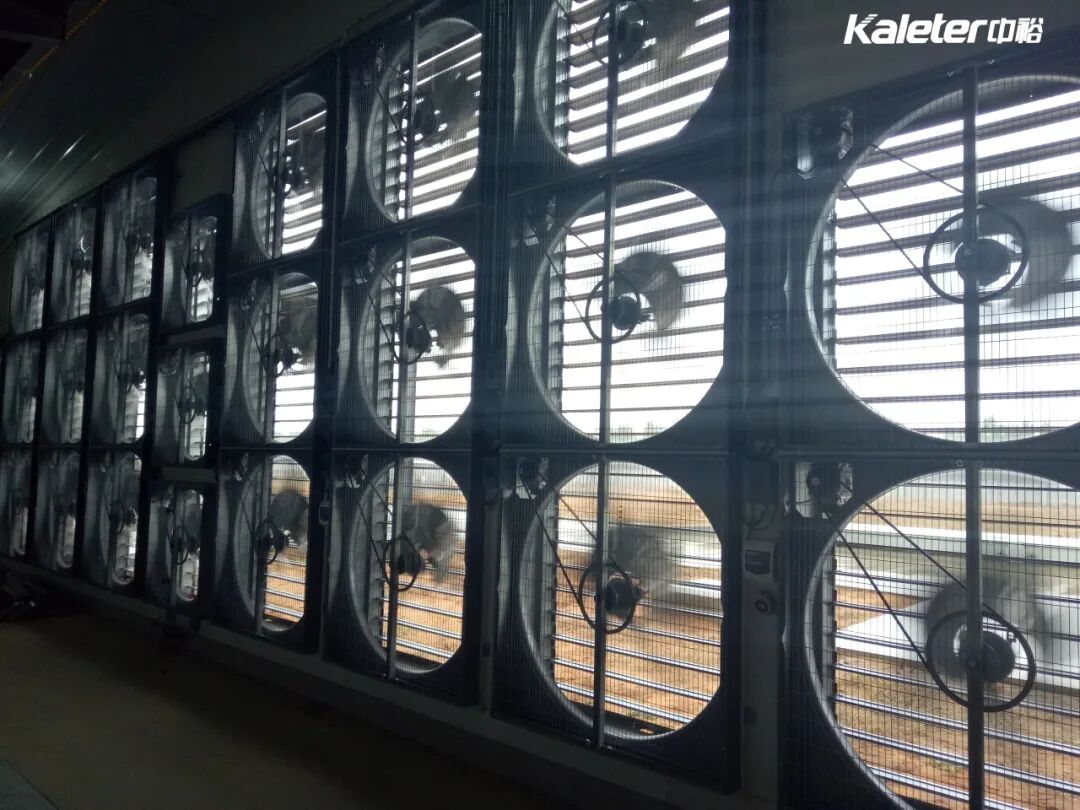 Bank of tunnel fans in the end wall of a poultry house, seen from inside