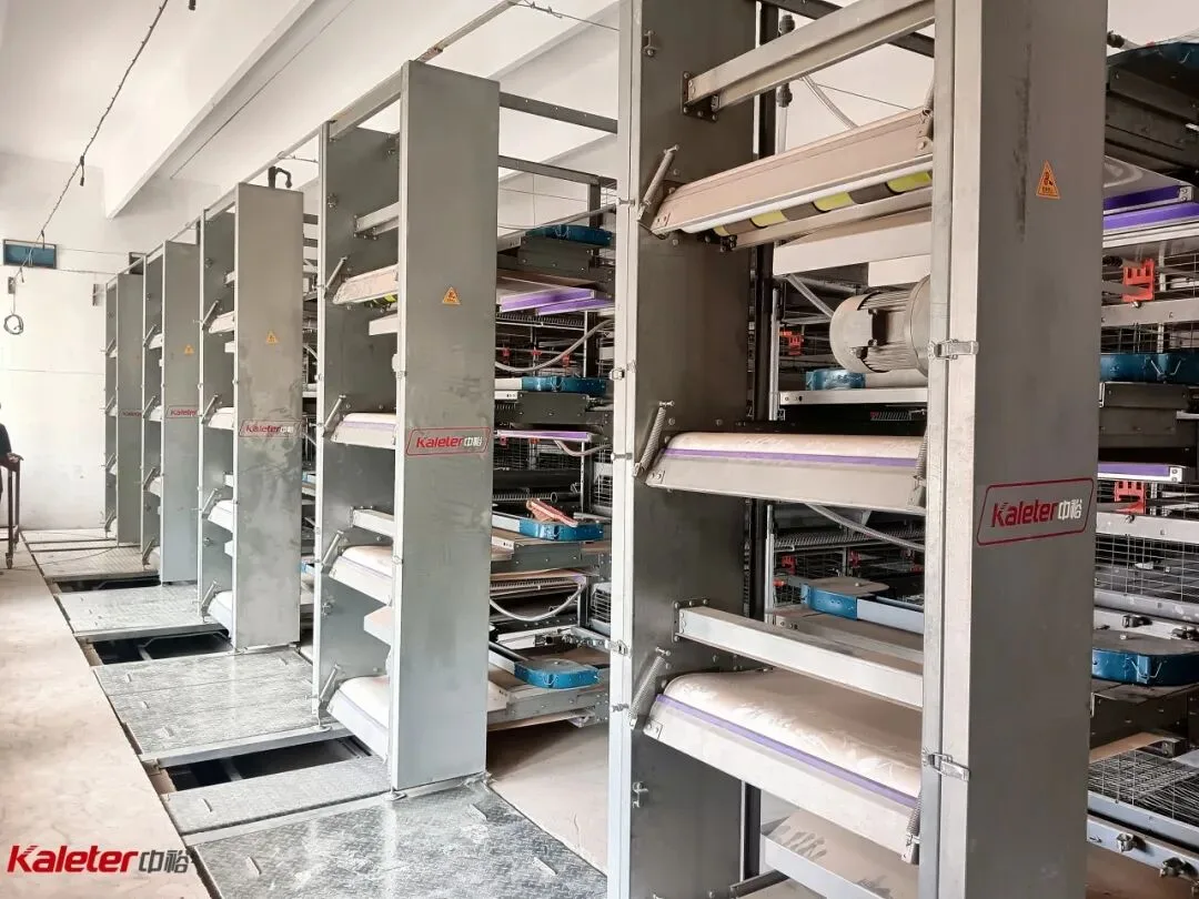 Kaleter cage equipment installed inside a poultry house