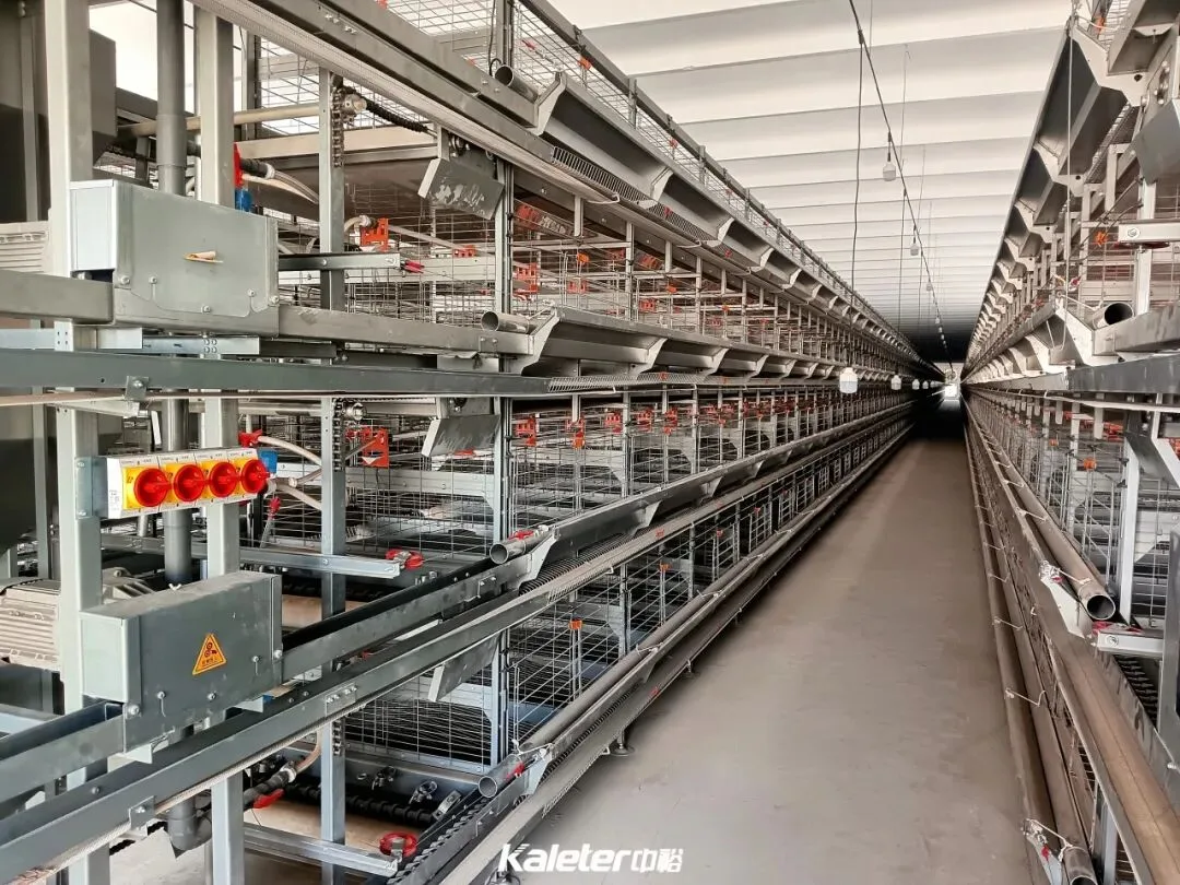 Rows of tiered cages along the aisle of a Kaleter poultry house