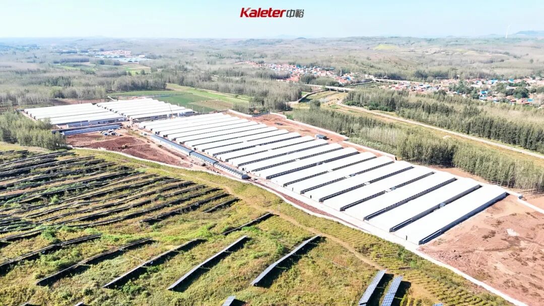 Aerial view of the 33-house broiler breeder farm under construction in Shandong