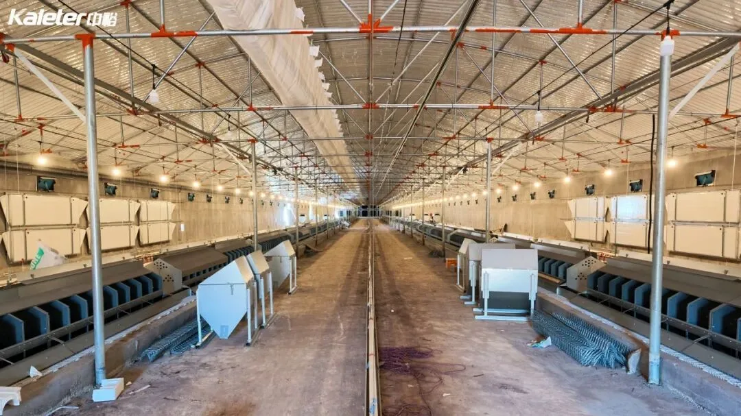 Centre aisle of a breeder house with feed hoppers and nest rows on both sides