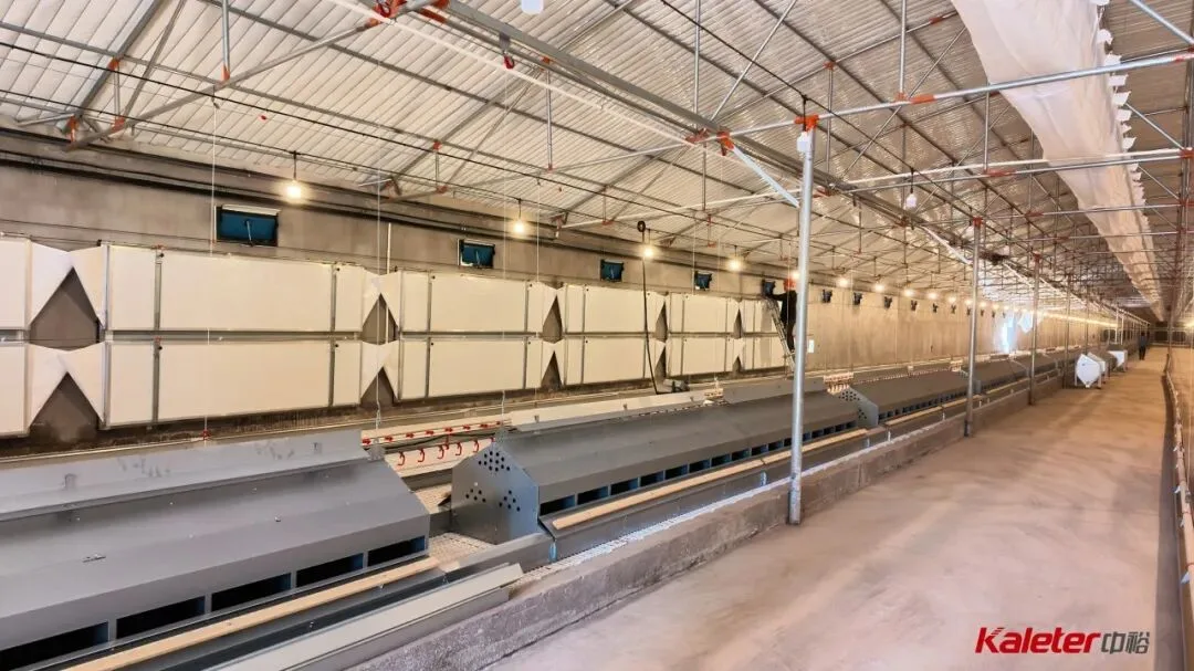 Inside a new breeder house with cooling pads, nest rows and feed lines
