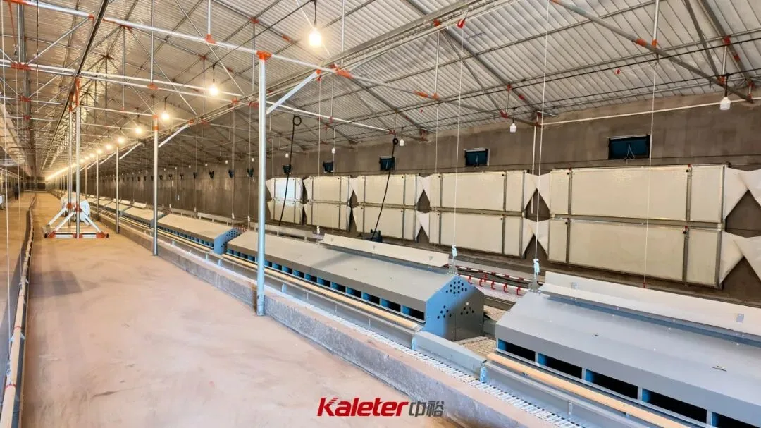 Rows of nests and feed lines along a finished breeder house