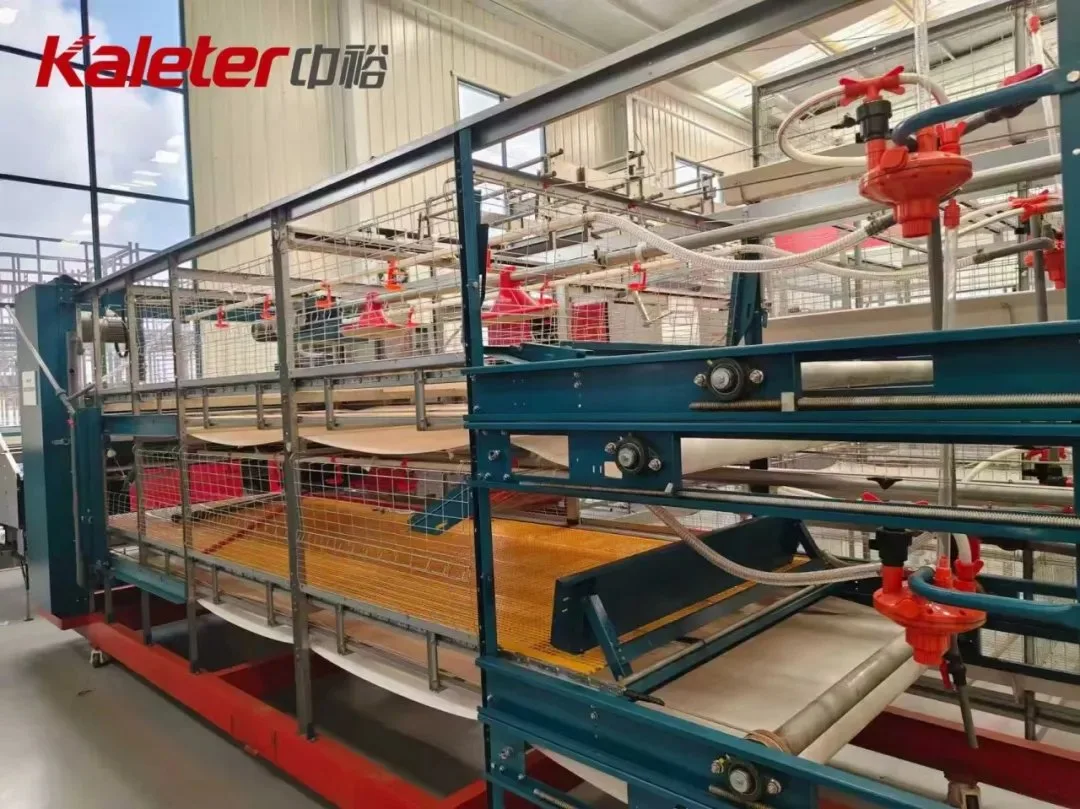 Kaleter chain-type automatic broiler cage