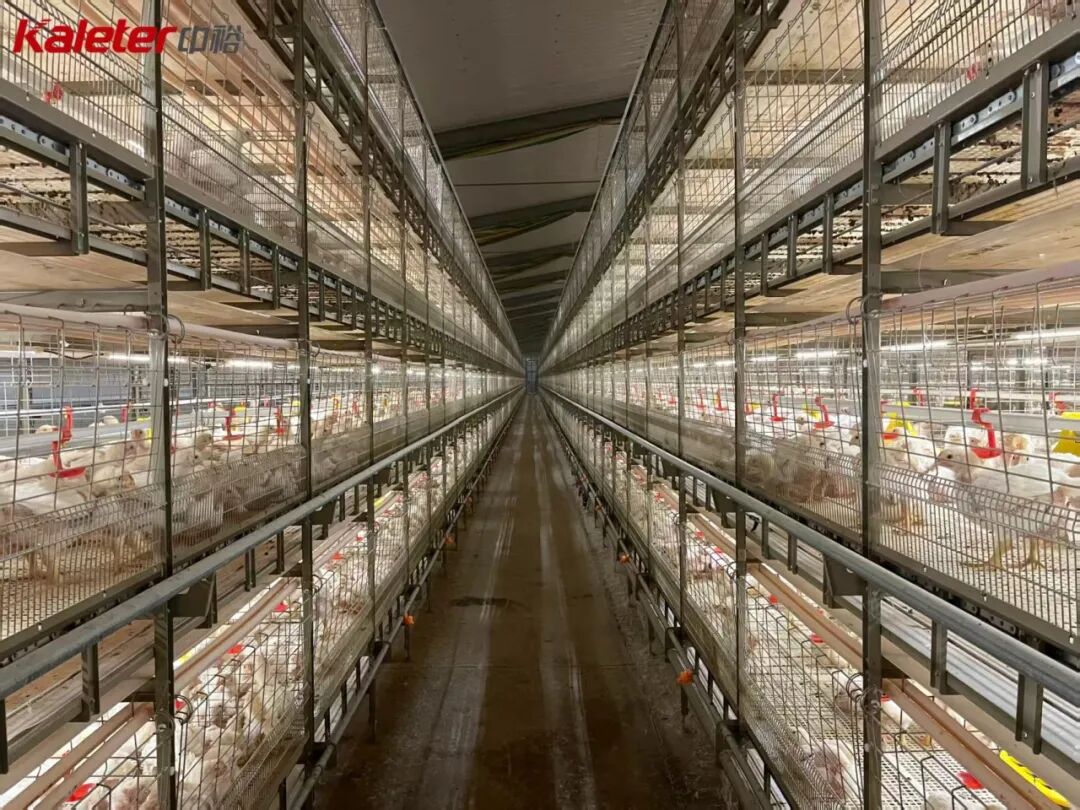 Centre aisle of a Kaleter multi-tier broiler cage house, cages stacked on both sides