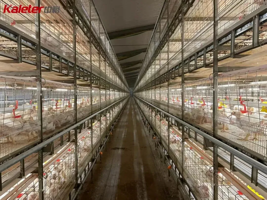 Centre aisle of a Kaleter multi-tier broiler cage house, cages stacked on both sides