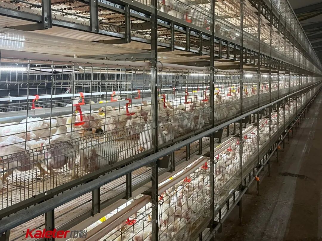 Multi-tier Kaleter broiler cage system, seen from the side with feed and drinking lines on each tier