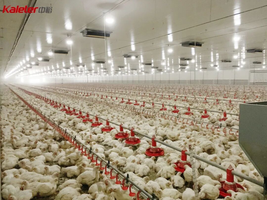 Interior of a Kaleter broiler floor-raising house with pan feeding and drinking lines running the length of the building