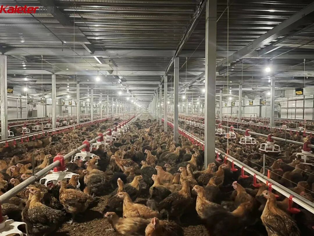 Interior of a Kaleter floor-raising house with coloured broilers, pan feeders and drinking lines under a steel-structure roof
