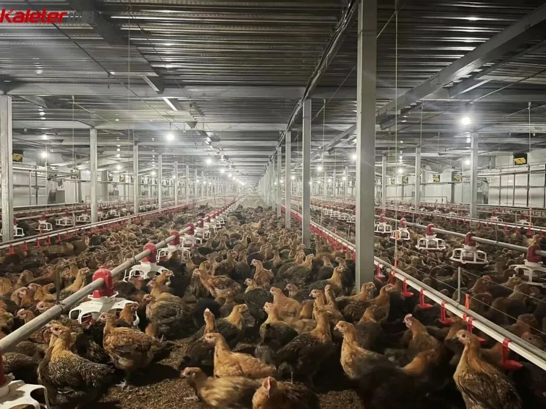 Interior of a Kaleter floor-raising house with coloured broilers, pan feeders and drinking lines under a steel-structure roof