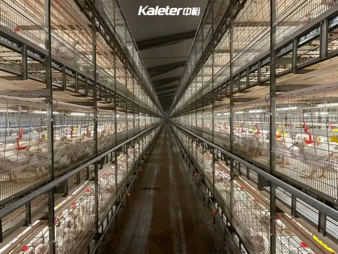 Aisle between tiered broiler cages