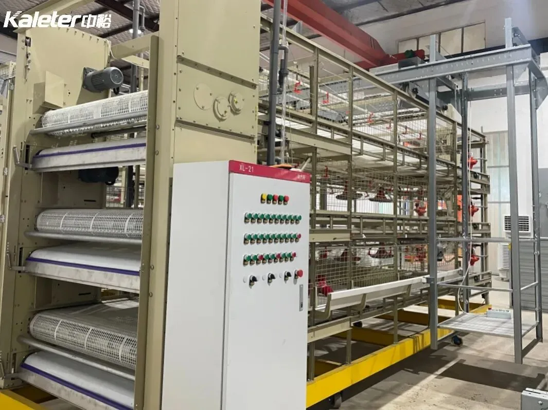 Broiler cage system with conveyor belts and control cabinet