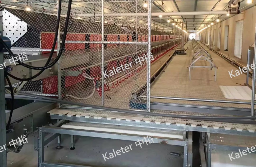 Egg conveyor at the end of the phase two cage-free house