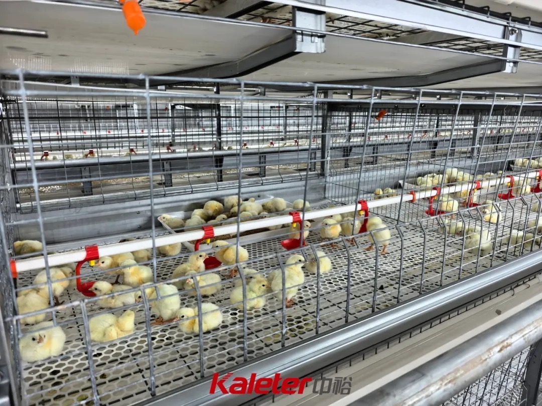 Close-up of day-old chicks inside a four-tier cage system with red nipple drinkers