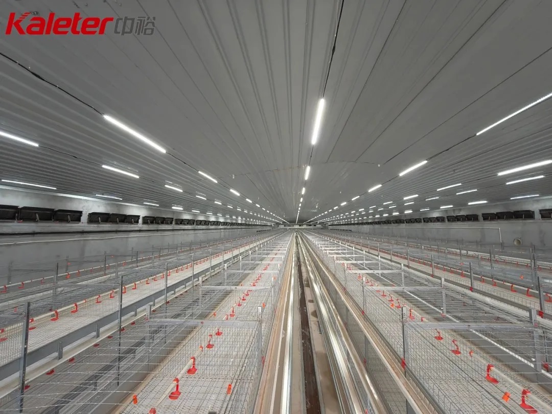 Interior tunnel view of a four-tier broiler cage house with rows of cages and ventilation fans