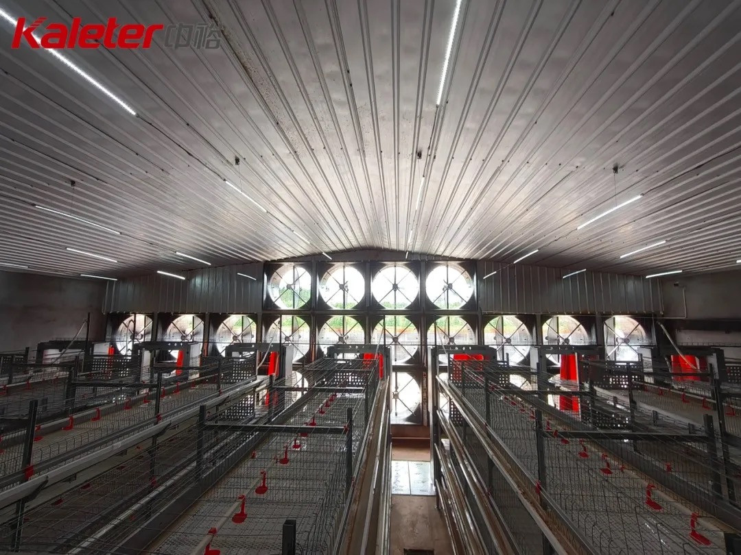 Interior view of a poultry house showing the tunnel ventilation fan wall and tiered cage rows