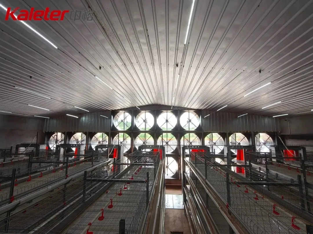 Interior view of a poultry house showing the tunnel ventilation fan wall and tiered cage rows