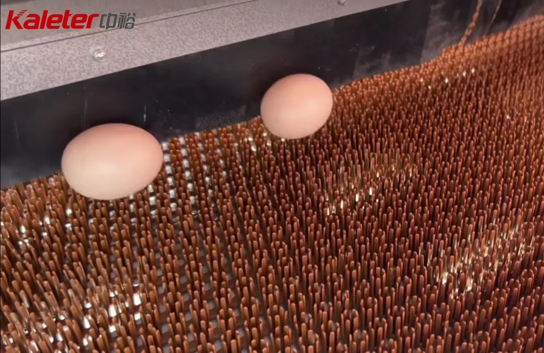 Close-up of eggs rolling down the sloped laying box onto the cushioned collection belt