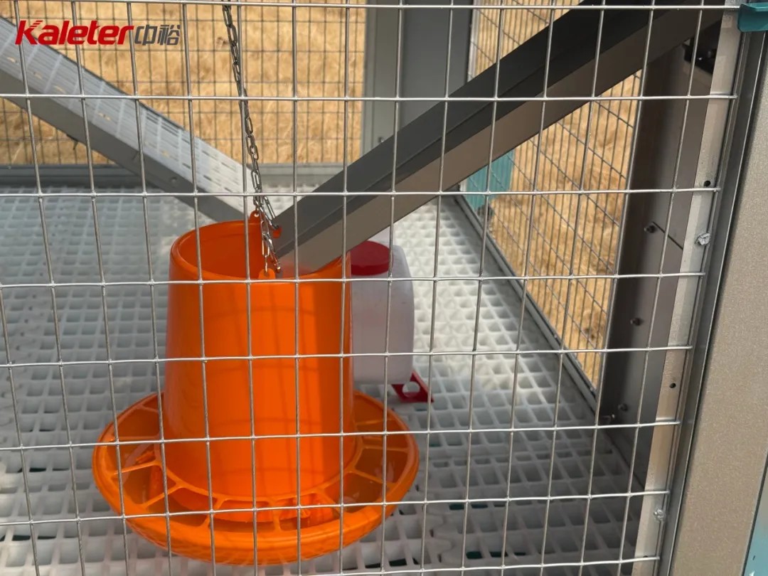 Hanging feeder and water bucket inside the mobile chicken house, refillable from outside