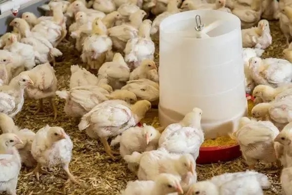 Broiler chicks gathered around a feeder