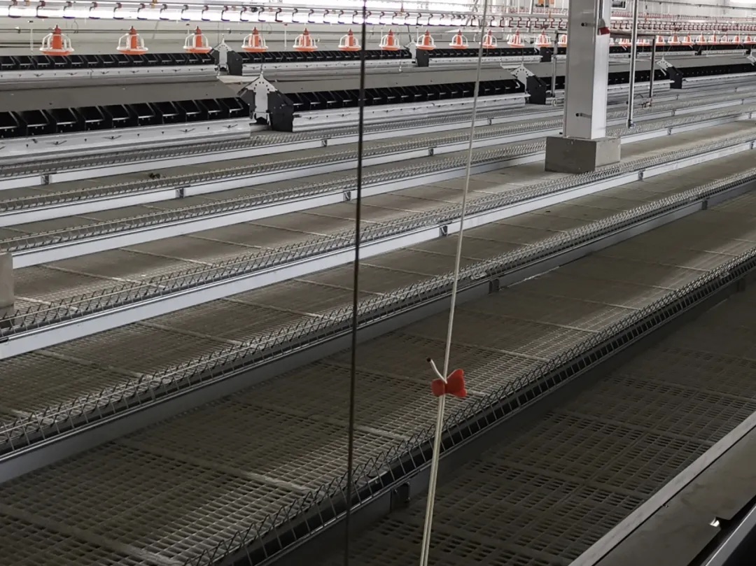 Flat-laid feed lines running the length of a multi-row poultry house