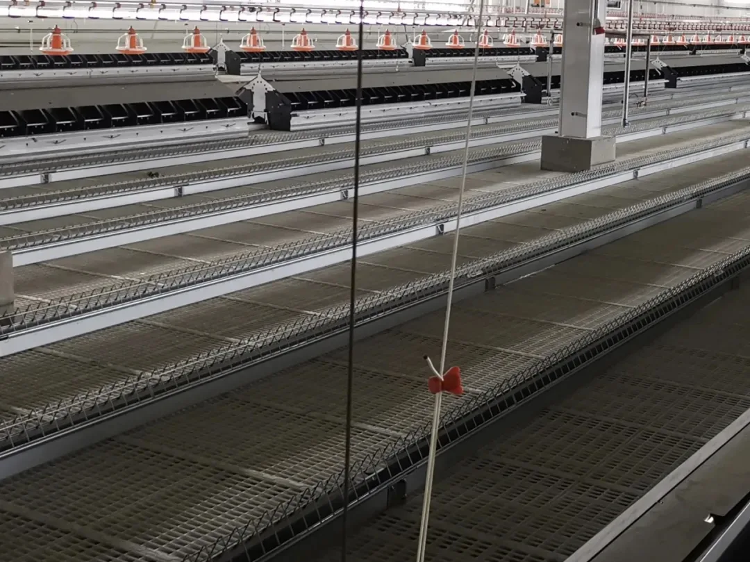 Flat-laid feed lines running the length of a multi-row poultry house