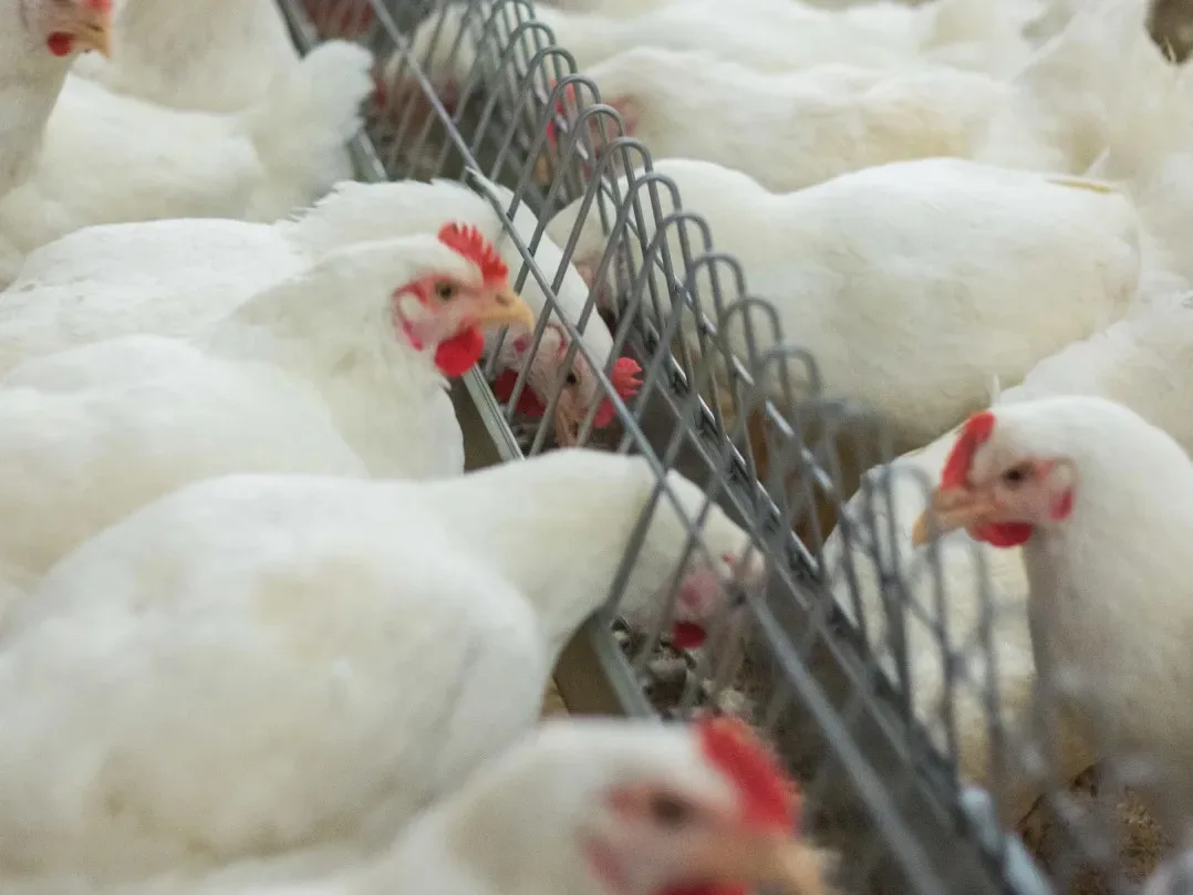 Hens feeding through the size-limiting grille that keeps roosters out
