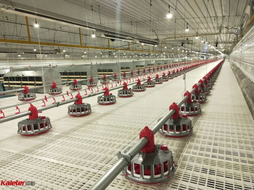 Pan feed line running the full length of a poultry house over plastic slat flooring