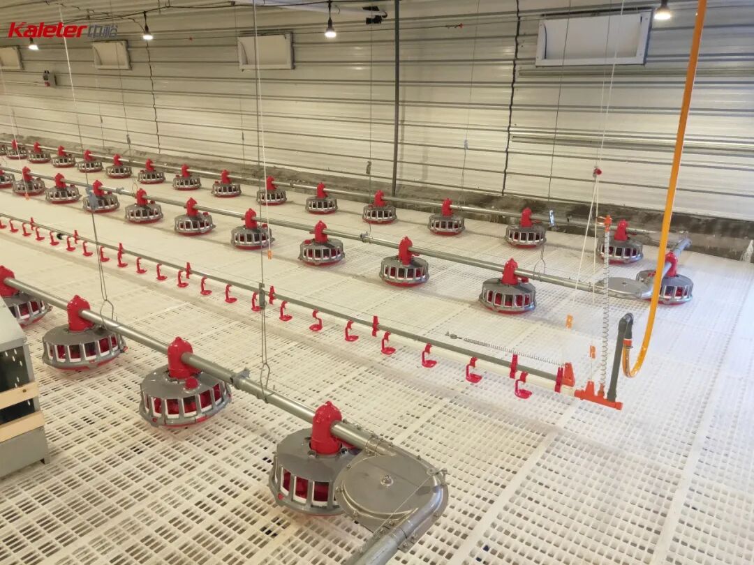 Pan feed line over slats with the drinker line alongside