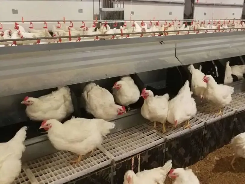 Breeder hens on the raised floor in front of automatic single nest boxes