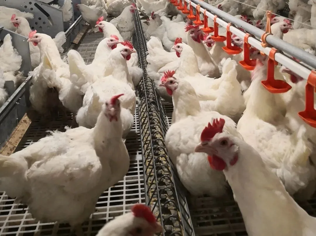 Breeder hens feeding at a chain feeding line