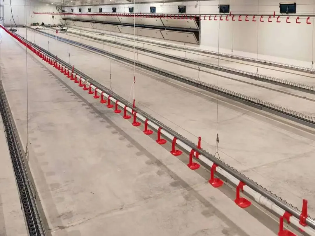 Drinking lines with red cups running the length of an empty poultry house