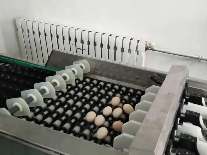 Hatching eggs moving through an egg grader