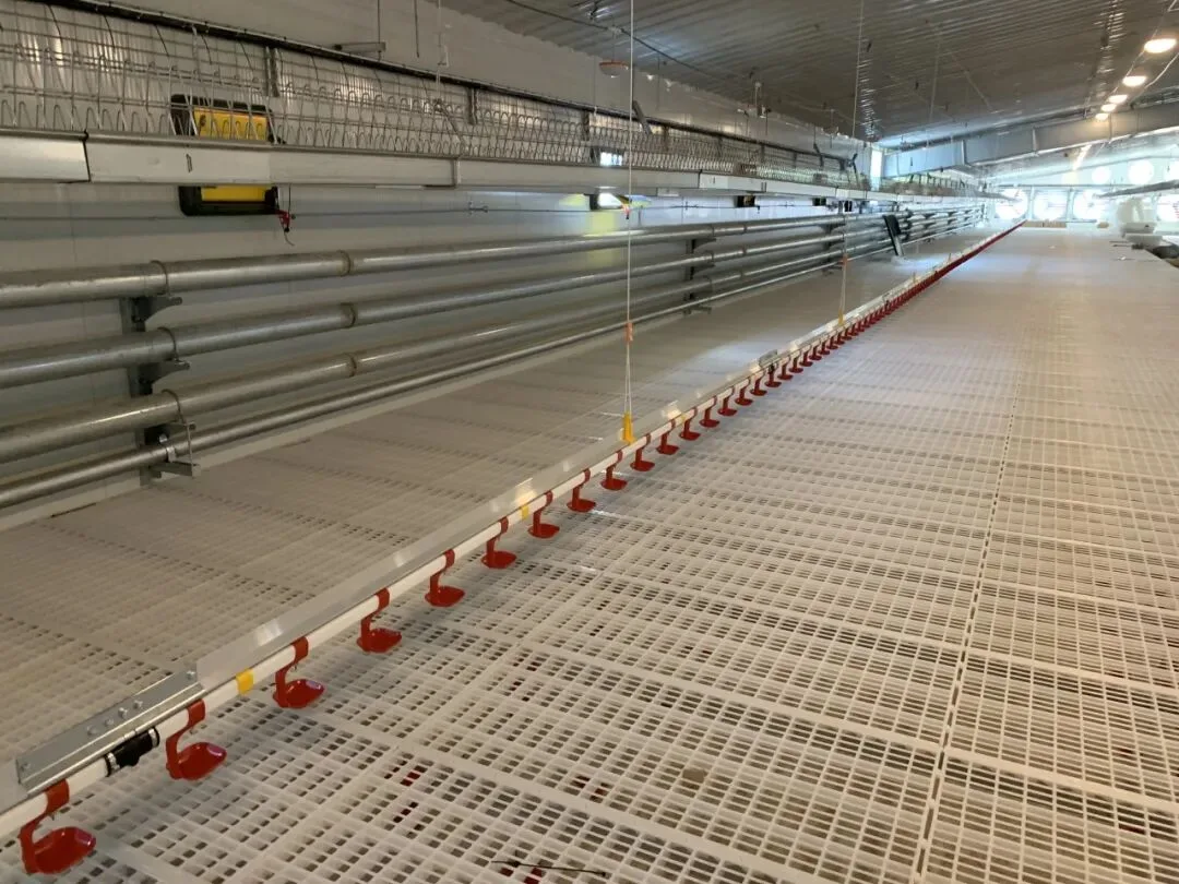 Plastic slat flooring and drinking lines inside an empty breeder house
