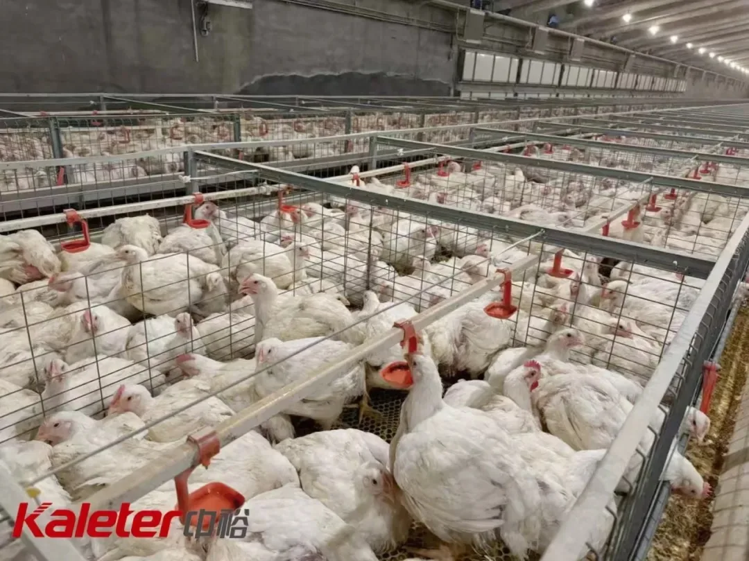 Broiler house interior under stable environmental control