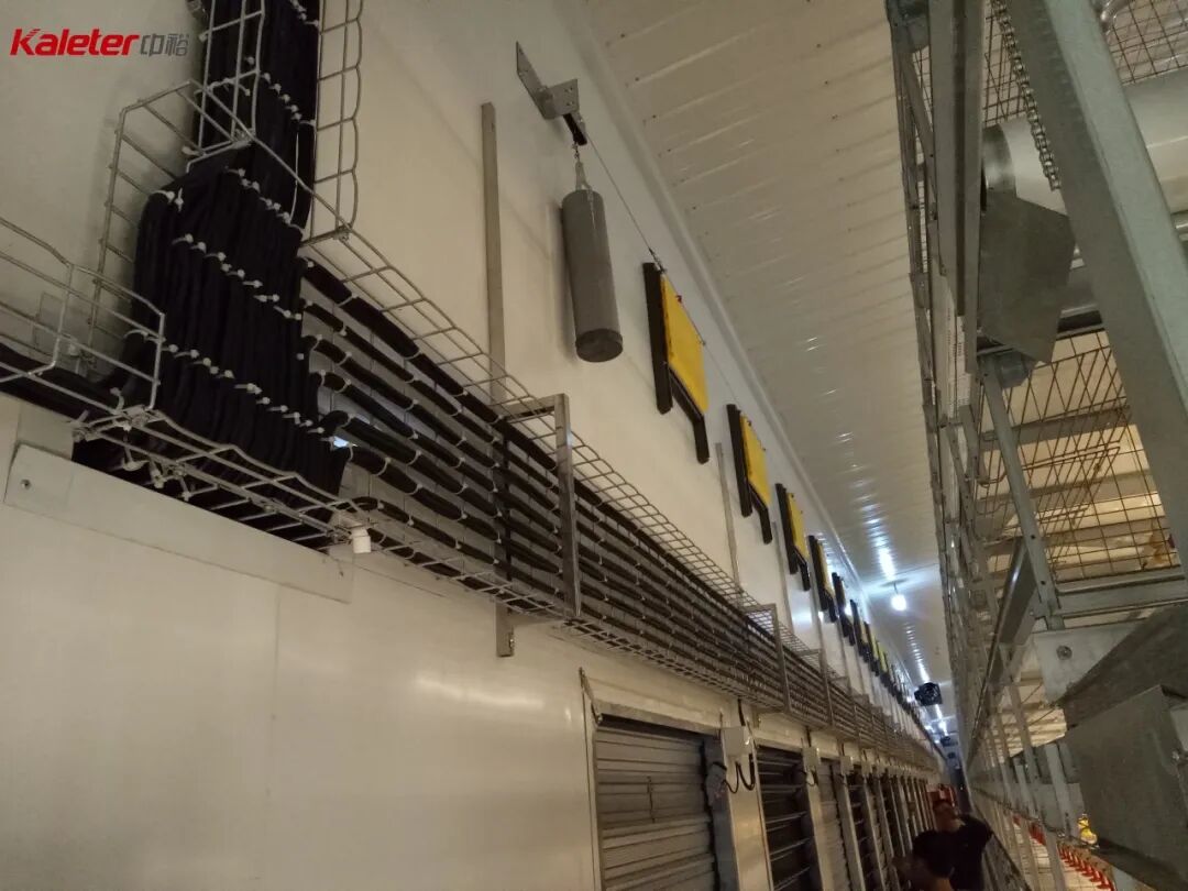 Cable tray running the length of a poultry house wall