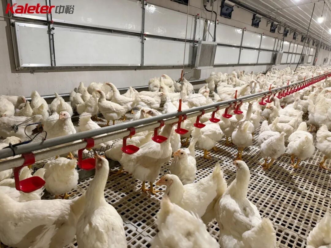Broiler breeders standing on white PP slat flooring in a Kaleter-equipped poultry house, with a red drinker line running down the row
