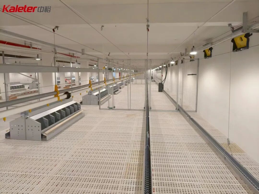 The interior of a poultry house floored end to end with white PP slats, with feed lines and manure belts installed above and below