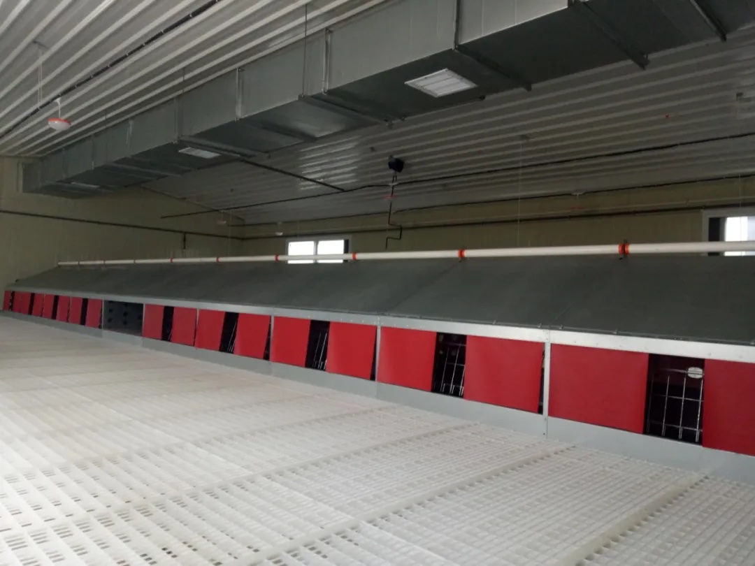 Row of red privacy curtains installed beneath the laying house roof structure