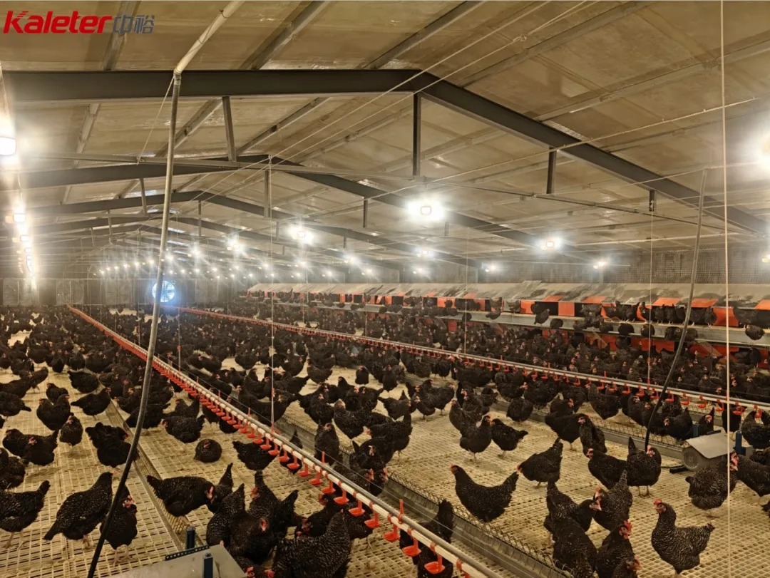 Interior of a Kaleter cage-free floor-raising house with hens on multi-tier platforms