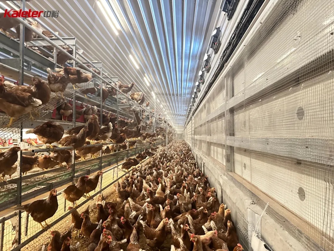 Interior of a Kaleter multi-tier layer house with hens moving freely between levels